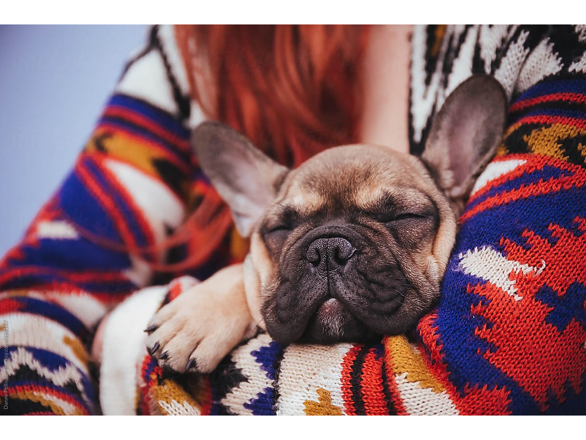 French Bulldog Allergies: Common Causes and Management